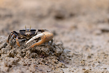 crab on the beach