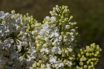 Close-Up of big purple, pink, blue, white lilac branch blooms on blurred background. Summer time bouquet of tender tiny flowers. Soft selective focus on delicate natural flowers on spring green bush