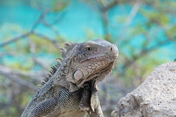 island land iguana