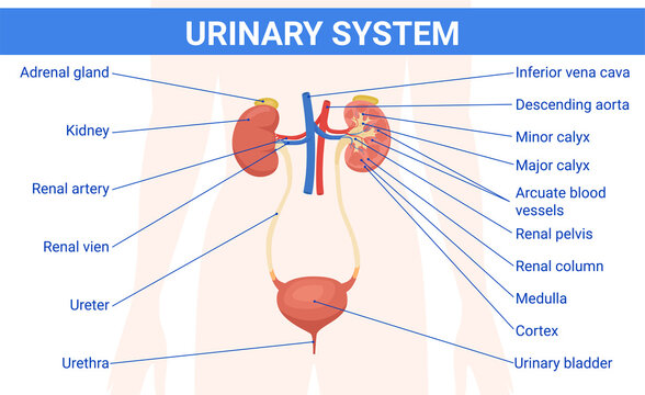 Human Urinary System Infographics