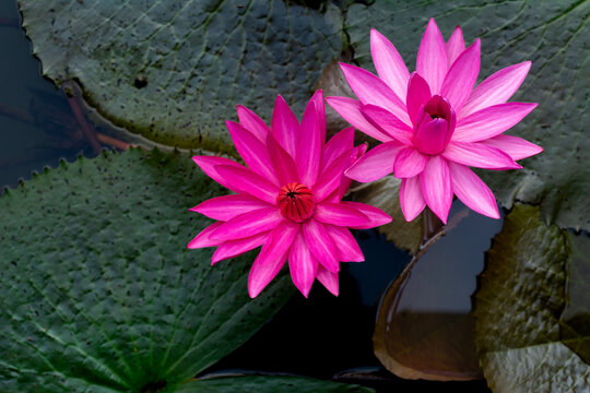 pink flower in a garden