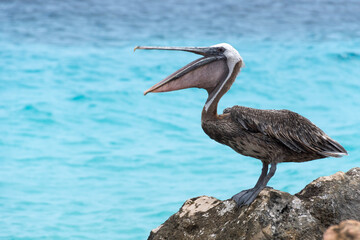 pelican in the ocean