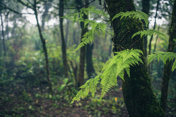 Art abstract spring background natural green leaf with rain drop after the storm at rainforest. leaves green moss and fern in the jungle with fog and mist. jurassic jungle with green moss in the world