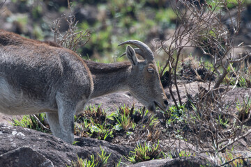 Nilgiri tahr (Nilgiritragus hylocrius)  ungulate endemic to the Nilgiri Hills observed grazing on the slopes in Eravikulum National Park near Munnar in Kerala, India