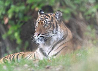 portrait of a tiger