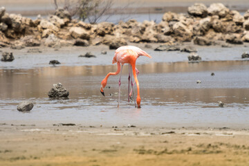 flamingo in the water