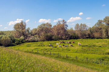 Picturesque Dutch landscape with cows grazing in the floodplains of the river Waal. The photo was...