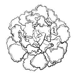 sketch outline black macro botany flower pot succulent echeveria shaviana exotic on a white background