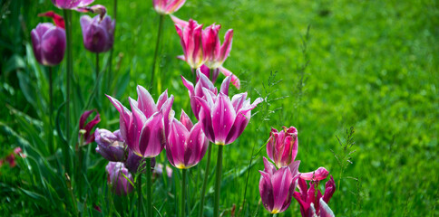 Flowers and plants in the gardens of Arboretum Volcji Potok