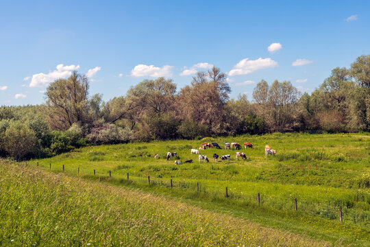 Picturesque Dutch landscape with cows grazing in the floodplains of the river Waal. The photo was taken from the Waaldijk near the Gelderland village of Nieuwaal, municipality of Zaltbommel.