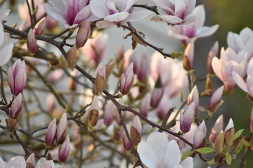 Magnolienblüten (Magnolia)