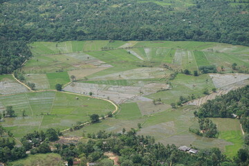 Fototapeta na wymiar view of paddy fields from above
