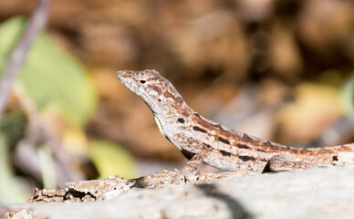 lizard on a stone