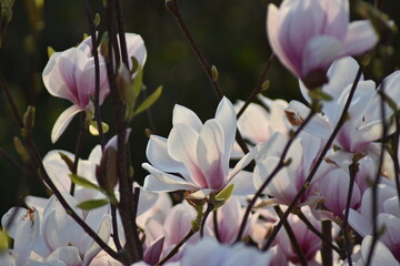 Magnolienbl&uuml;ten (Magnolia)