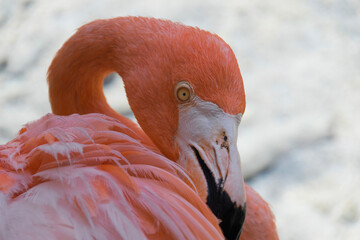 close up of flamingo