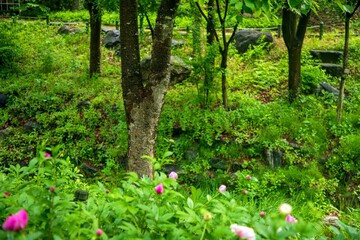 Fototapeta premium 작은 숲