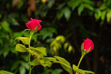 Two red rose buds begin to flower against green foliage.