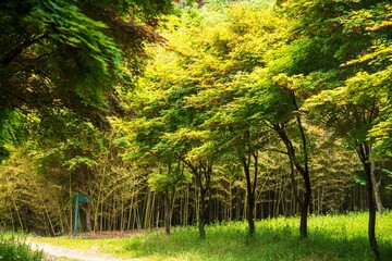 산책로