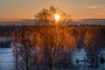 The sun illuminates the branches of trees covered with hoarfrost on a frosty winter day