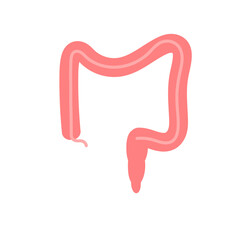 Human intestine vector. Human internal organ, digestive tract. Large intestine illustration.