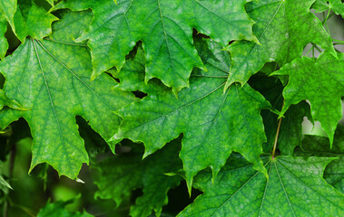Green maple leaves, natural background. Close up