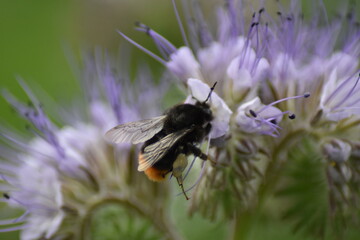 Rainfarn-Phazelie (Phacelia tanacetifolia) mit Hummel