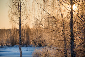 The sun illuminates the branches of trees covered with hoarfrost on a frosty winter day