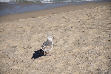 seagull on the beach