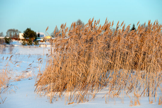 River bank overgrown with tall dry grass near the village on a winter day