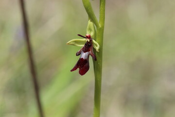 Ophrys insectifera