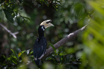 black capped kingfisher