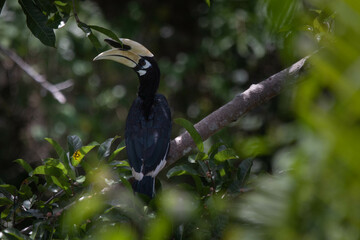 yellow billed hornbill
