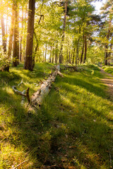 Forest with a road in the sunshine.