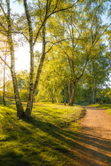 Forest with a road in the sunshine.