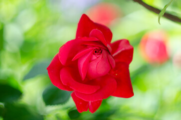 Beautiful red rose in a garden