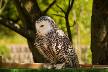 Animals in the mini zoo