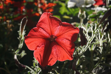 red poppy flower