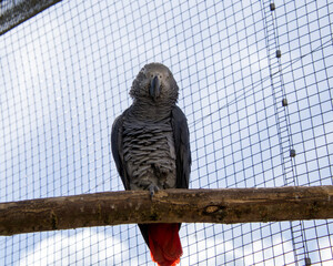 Animals in the mini zoo