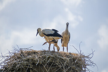 Animals in the mini zoo