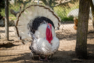 Animals in the mini zoo
