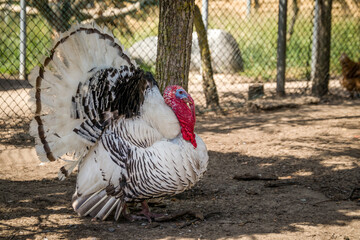 Animals in the mini zoo