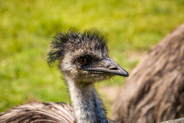 Animals in the mini zoo