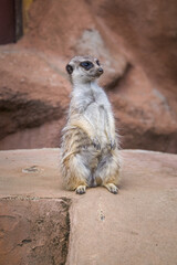 Animals in the mini zoo