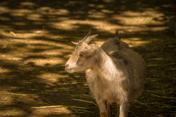 Animals in the mini zoo