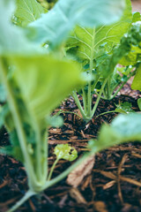 Young kohlrabi in raised bed. High quality photo