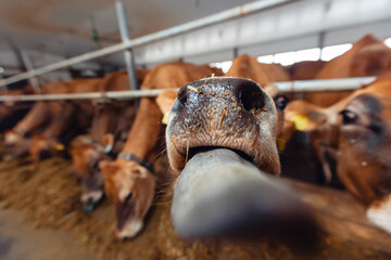 Portrait smile Jersey cow shows tongue sunset light. Concept funny pictures of animals