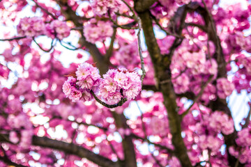 Blooming Japanese apricot.