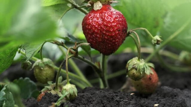 Macro footage of an elderly woman hand picking strawberries after the rain. Close-up of ripe red strawberry hanging on a bush