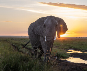 Fototapeta na wymiar Elephants of Kenya - Photos taken in the Maasai Mara National Reserve in 2022