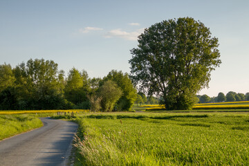 Blooming rapeseed in the fields